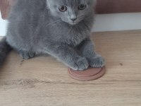 Scottish Fold Yavrular Sahiplendirilecek