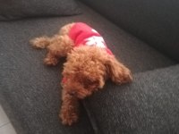 Köpeğimiz Kukiş