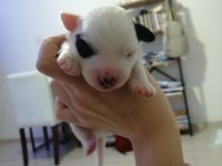 JACK RUSSELL TERRİER 40 GÜNLÜK YAVRU