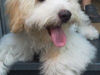 MALTİPOO KÖPEĞİM ÜCRETSİZ SAHİPLENDİRİLECEK