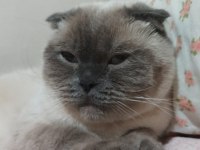 SCOTTİSH FOLD KEDİMİZE ACİL YUVA