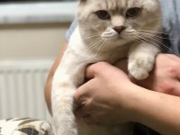 Bluepoint Erkek Scottish Fold