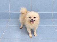 Yeni Yuvasına Gitmeye Hazır Pomeranian