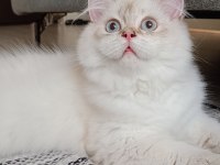 FULL ŞECERELİ 4 AYLIK BRİTİSH LONGHAİR