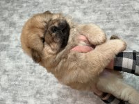 Dişi 6 Mart Doğumlu Chow Chow