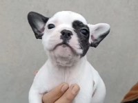 İngiliz bulldog