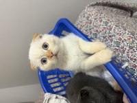 Scottish fold yavrulara yuva olur musun