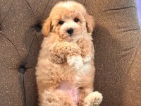 Maltipoo Yavruları Sizleri Bekliyor  