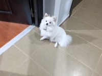 7 aylık dişi pomeranian