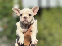 BLUE CREAM FRENCH BULLDOG BEBEK