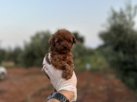 Sağlık Ve Irk Garantili Toy Poodle Yavrularımız