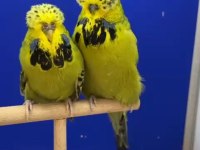 Üst Vasıf Show Takım Tek Yavru Karışık Muhabbet Kuşu