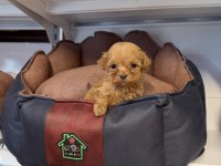 TEACUP MALTİPOO YAVRULARIMIZ
