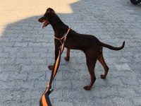 Dişi doberman