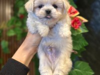 MALTESE YAVRU KÖPEKLERİMİZ