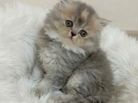 Peluş Oyuncak British Longhair Bebeğim