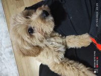 10 Aralık doğumlu 3 aylık dişi çipli karneli maltipoo