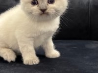 Yeni Yuvalarına Hazır Bebek Kediler