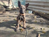 3 Aylık Safkan Belçika Malinois Yavru