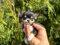 Şivava (chihuahua)
