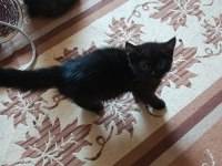 British shorthair kedimiz
