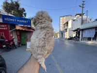 A Kalite Kore Maltipoo Yavrularımız