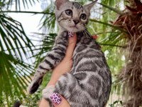 2 Aylık Silver Bengal Yavrular