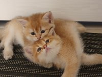 yavru british shorthair kediler