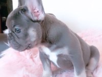 French Bulldog Kızımız Yeni Yuvasını Arıyor