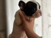 SAFKAN FRENCH BULLDOG BEBİŞLER YENİ AİLELERİNİ BEKLİYOR