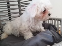 Kalite ve özel maltese isteyenlere