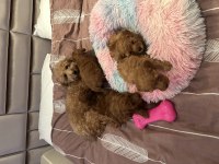Ev doğumu poodle yavrularım