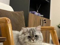 British Longhair Kedimiz