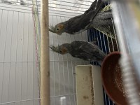 2 Adet Yeni Yeme Düşmüş Grey Yavru Sultan Papağanı