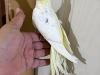 56 GÜNLÜK KUSURSUZ LUTİNO SULTAN BEBEK
