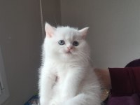 Kar beyaz british shorthair yavrularım
