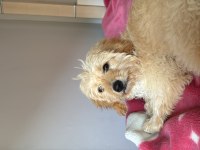 Oyuncu Eğitimli Maltipoo