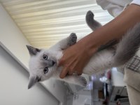 British shorthair 60 günlük
