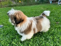 Kore kan shih tzu baby