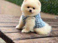Pomeranian yavrular