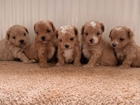 Teacup Boy Ev Doğumlu Maltipoo Bebekler