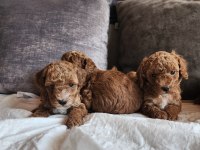 Anne altından evde bakılan kore kan mini poodle