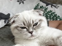 tüm aşıları yapılmış 4 aylık scottish fold