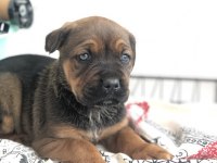 Çok özel renk, uygun ve kaliteli ırk garantili cane corso