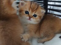 Ny11 black golden british shorthair safkan