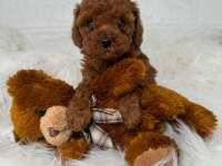 Efsane teacup parmak kadar toy poodle