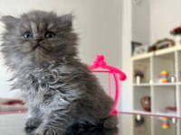 British Shorthair Kedimiz