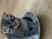 Scottish fold yeni yuva arıyoruz