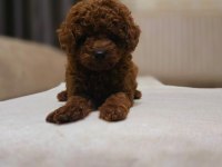 TOY POODLE VE KORE POODLE EN KÜÇÜK BOY YAVRULAR