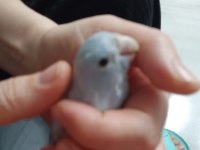 Ele alışık oyun hamuru forpus